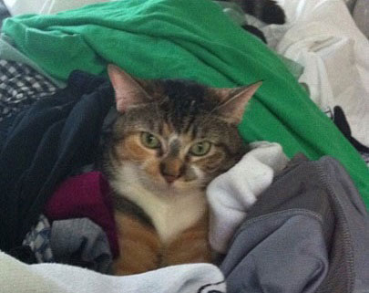 Laundry cat