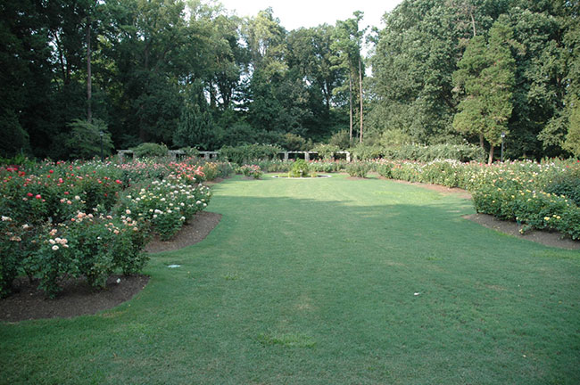 Raleigh Rose Garden