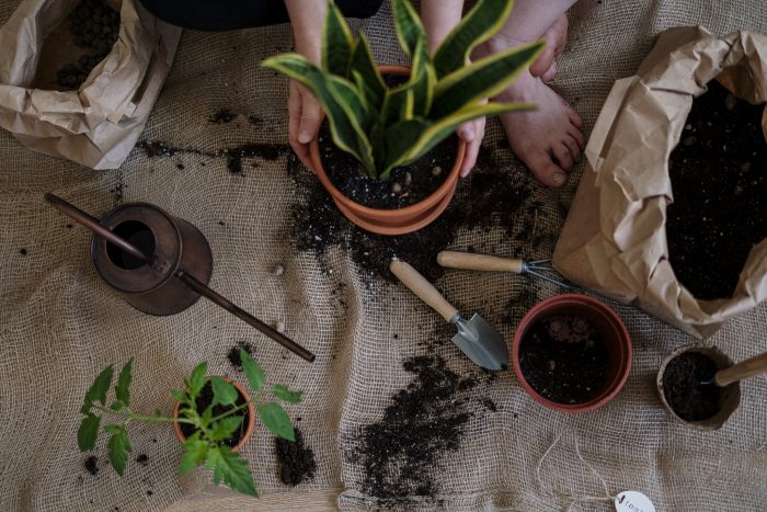 How to prepare potted plants 2021 Pexels