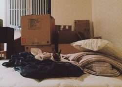 dog on the bed with boxes