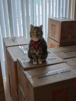 cat on boxes