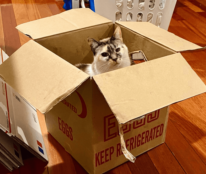 Cindy A.'s cat rides in a box during her move from Virginia to North Carolina